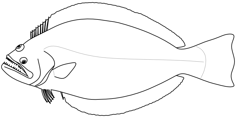 Ilustrace zástupce rodu Psettodes