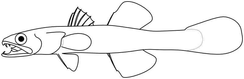 Ilustrace zástupce rodu Pseudamiops Ilustrace zástupce rodu Pseudamiops