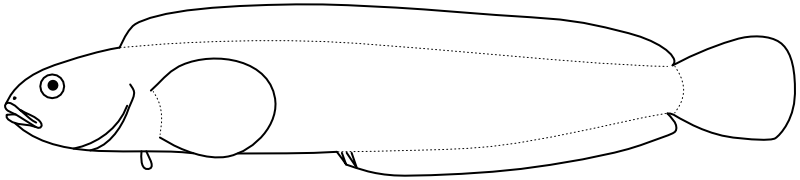 Ilustrace zástupce rodu Askoldia