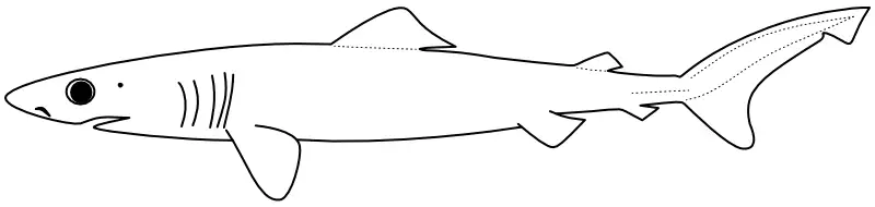 Ilustrace zástupce rodu Pseudocarcharias