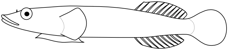 Ilustrace zástupce rodu Aspasmichthys