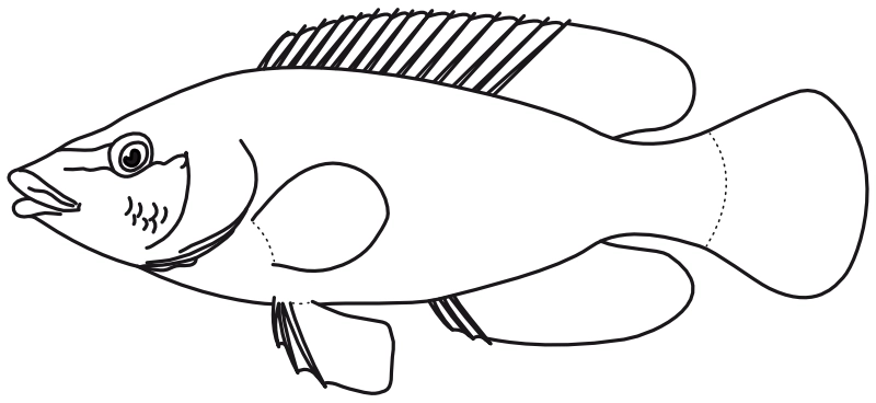 Ilustrace zástupce rodu Pseudocrenilabrus
