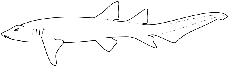 Ilustrace zástupce rodu Pseudoginglymostoma