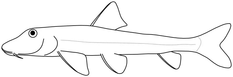 Ilustrace zástupce rodu Pseudogobio