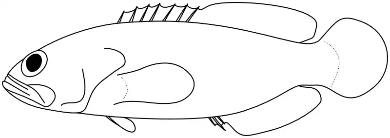 Ilustrace zástupce rodu 