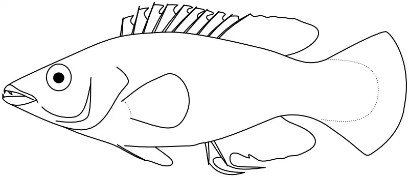 Ilustrace zástupce rodu Ilustrace zástupce rodu