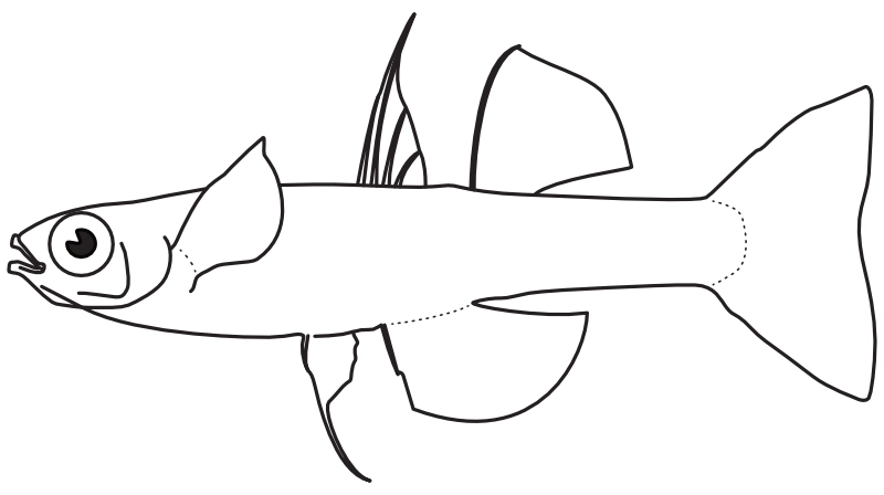 Ilustrace zástupce rodu Pseudomugil