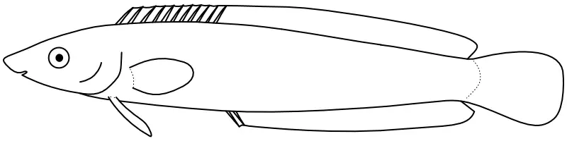 Ilustrace zástupce rodu Aspidontus