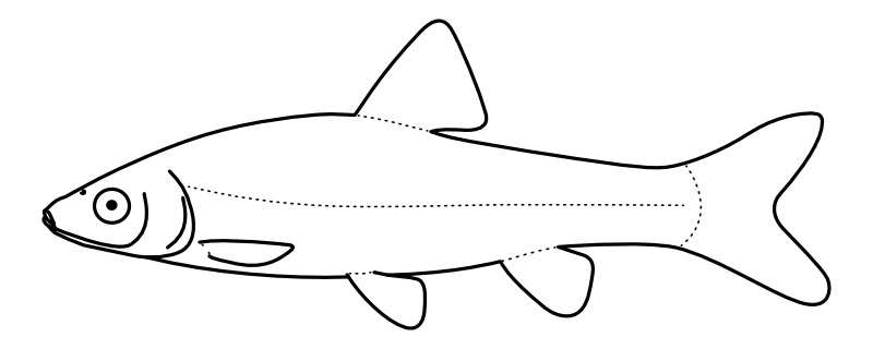 Ilustrace zástupce rodu Pseudorasbora