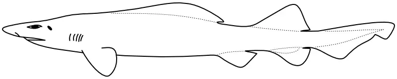 Ilustrace zástupce rodu Pseudotriakis