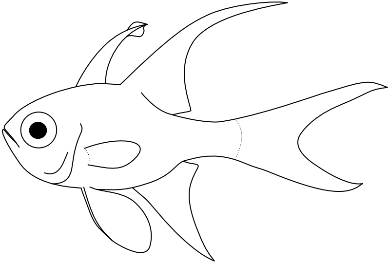 Ilustrace zástupce rodu Pterapogon