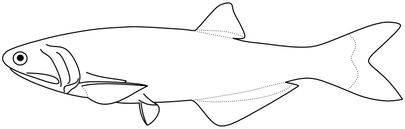 Ilustrace zástupce rodu Pterengraulis