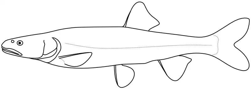 Ilustrace zástupce rodu Ptychocheilus Ilustrace zástupce rodu Ptychocheilus