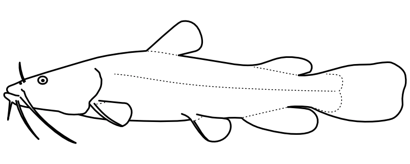 Ilustrace zástupce rodu Pylodictis