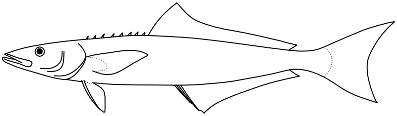 Ilustrace zástupce rodu Rachycentron