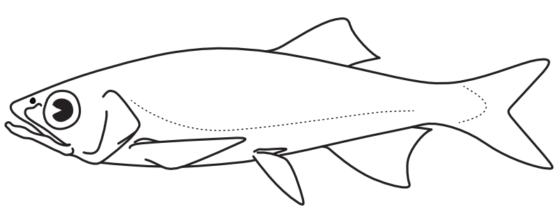 Ilustrace zástupce rodu Raiamas