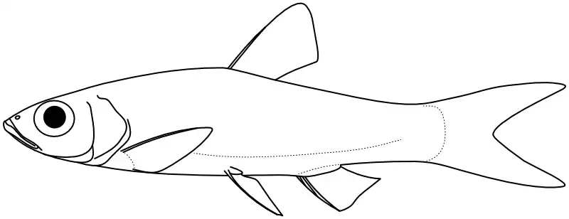 Ilustrace zástupce rodu Rasbora