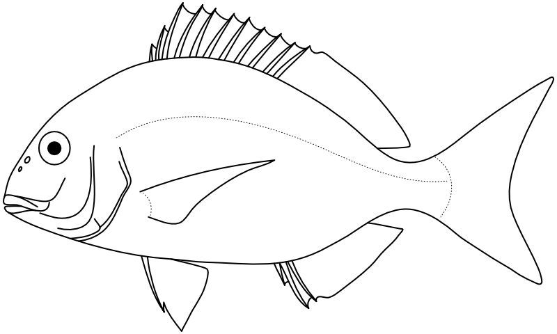 Ilustrace zástupce rodu Rhabdosargus