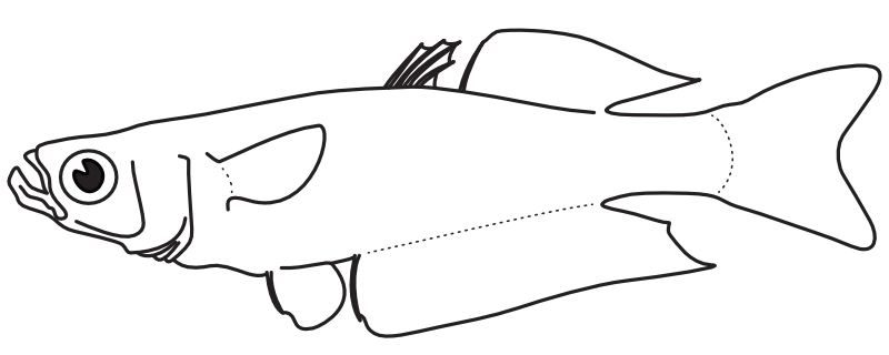 Ilustrace zástupce rodu Rhadinocentrus