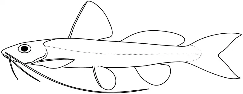 Ilustrace zástupce rodu Rhamdella