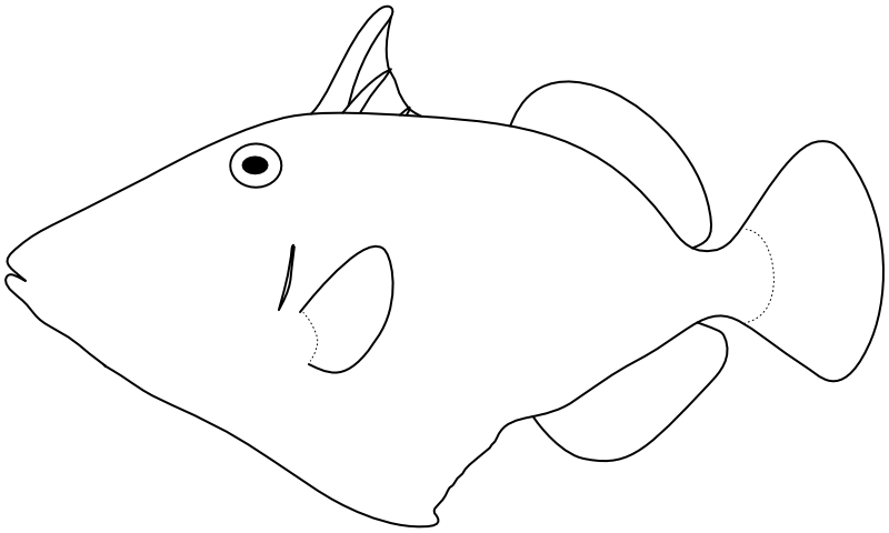 Ilustrace zástupce rodu Rhinecanthus