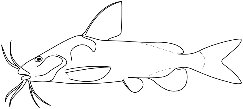 Ilustrace zástupce rodu Rhinodoras Ilustrace zástupce rodu Rhinodoras