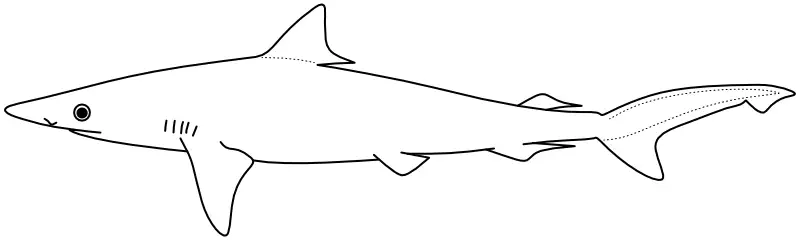 Ilustrace zástupce rodu Rhizoprionodon