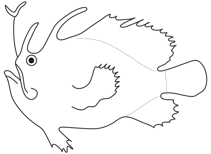 Ilustrace zástupce rodu Rhycherus