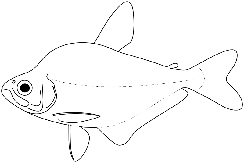 Ilustrace zástupce rodu Roeboides