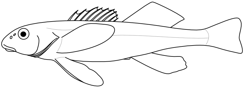 Ilustrace zástupce rodu Romanichthys