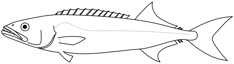 Ilustrace zástupce rodu Ruvettus
