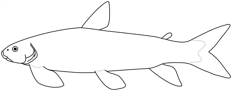 Ilustrace zástupce rodu Ilustrace zástupce rodu