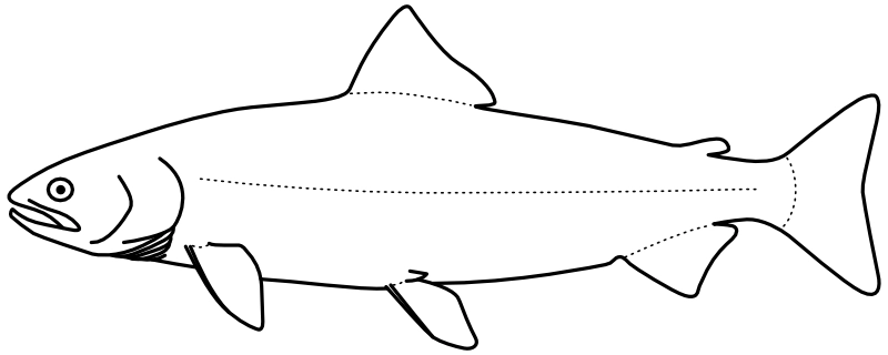 Ilustrace zástupce rodu Salmo