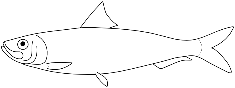Ilustrace zástupce rodu Sardina