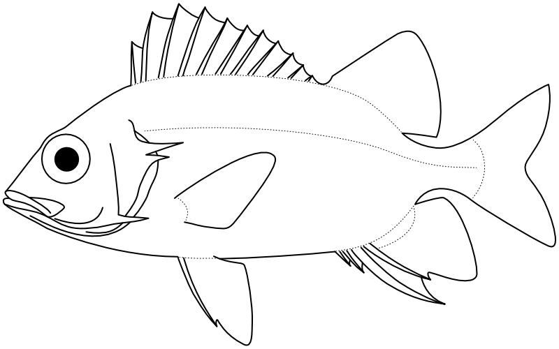 Ilustrace zástupce rodu Sargocentron