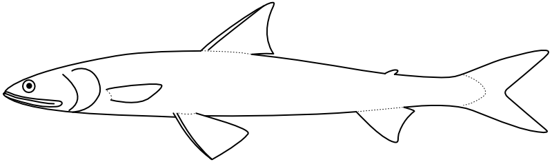 Ilustrace zástupce rodu Saurida