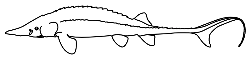 Ilustrace zástupce rodu Scaphirhynchus