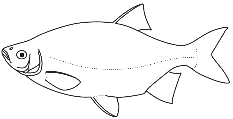 Ilustrace zástupce rodu Scardinius