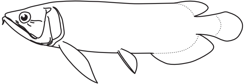 Ilustrace zástupce rodu Scleropages