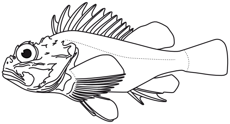Ilustrace zástupce rodu Scorpaena