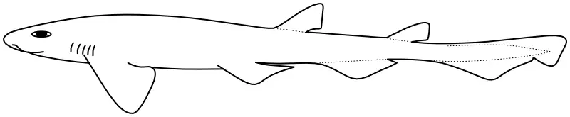 Ilustrace zástupce rodu Scyliorhinus