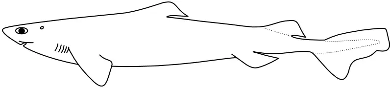 Ilustrace zástupce rodu Scymnodon