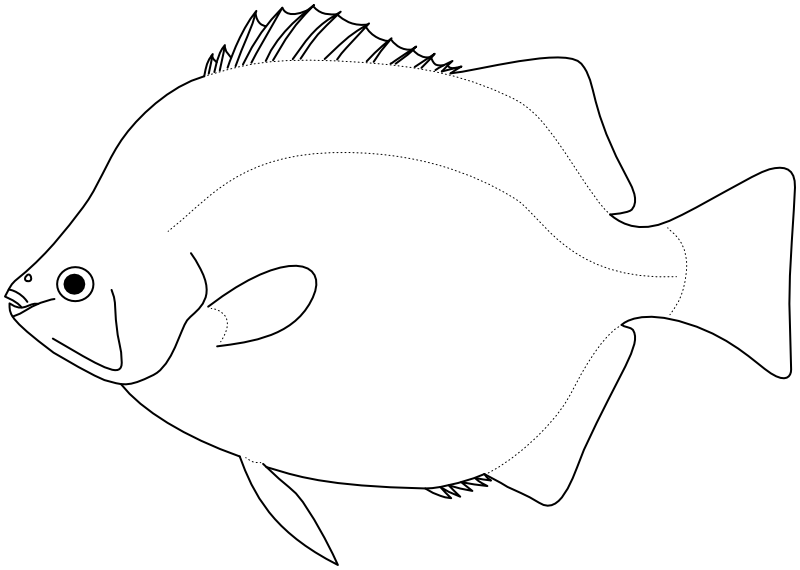 Ilustrace zástupce rodu Selenotoca