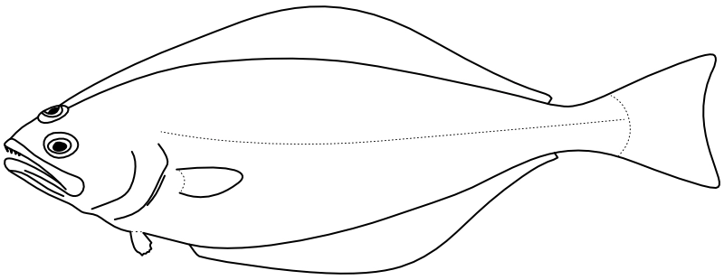 Ilustrace zástupce rodu Atheresthes