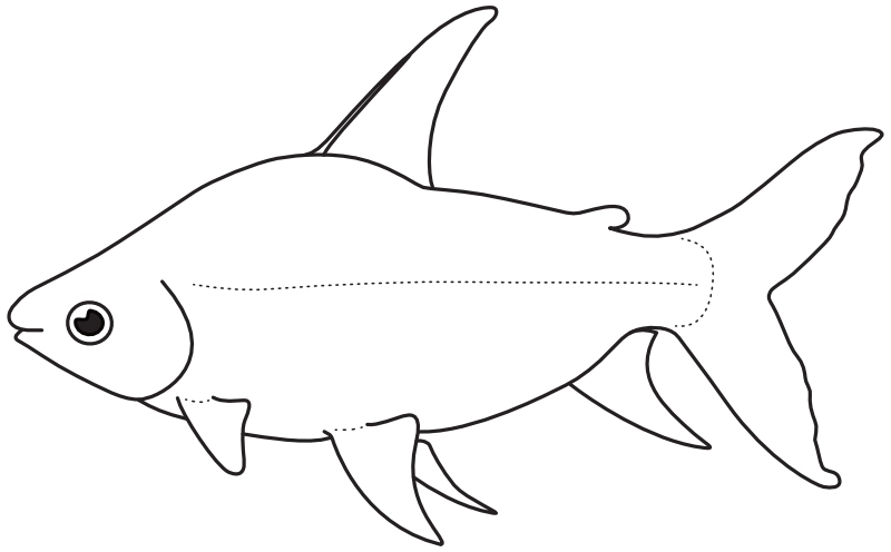 Ilustrace zástupce rodu Semaprochilodus