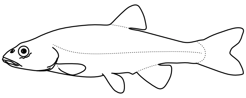 Ilustrace zástupce rodu Semotilus