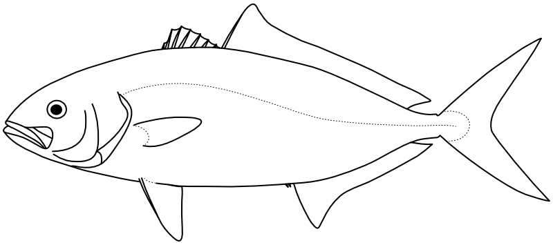 Ilustrace zástupce rodu Seriola