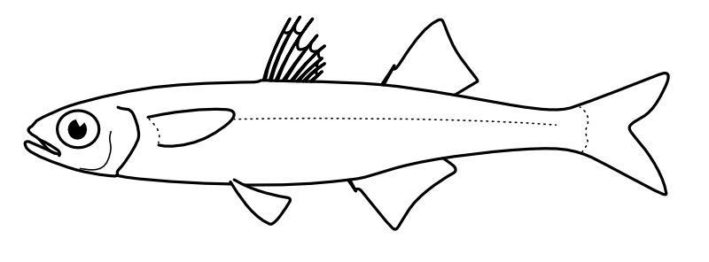 Ilustrace zástupce rodu Atherina