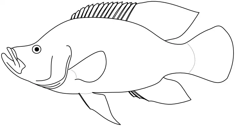 Ilustrace zástupce rodu Serranochromis