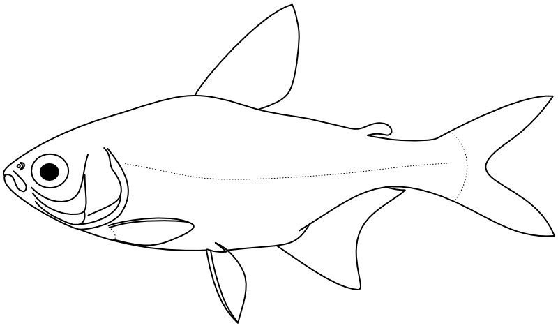 Ilustrace zástupce rodu Serrapinnus